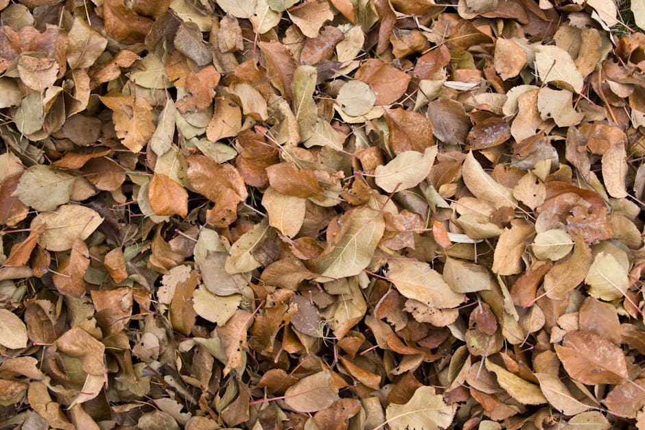 Herbstliche Gemüsebeete mit Holzchips-Mulch und Wintergemüse