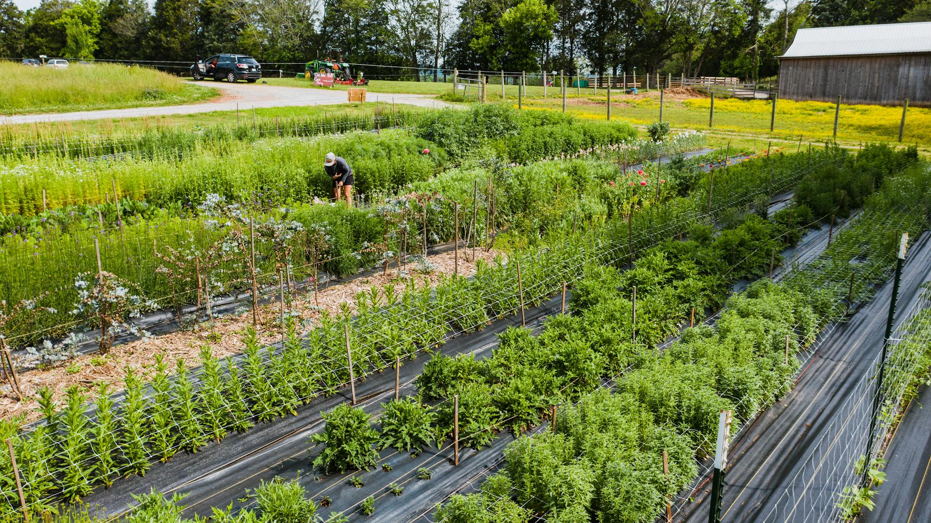 Gestalteter Permakultur-Garten mit mehrjährigen Nahrungspflanzen und Beetstrukturen